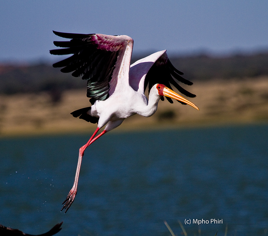 Mahikeng Birding Blog Larger birds with long legs in flight at