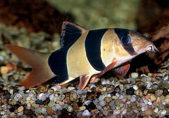 Indian Aquarium Fish