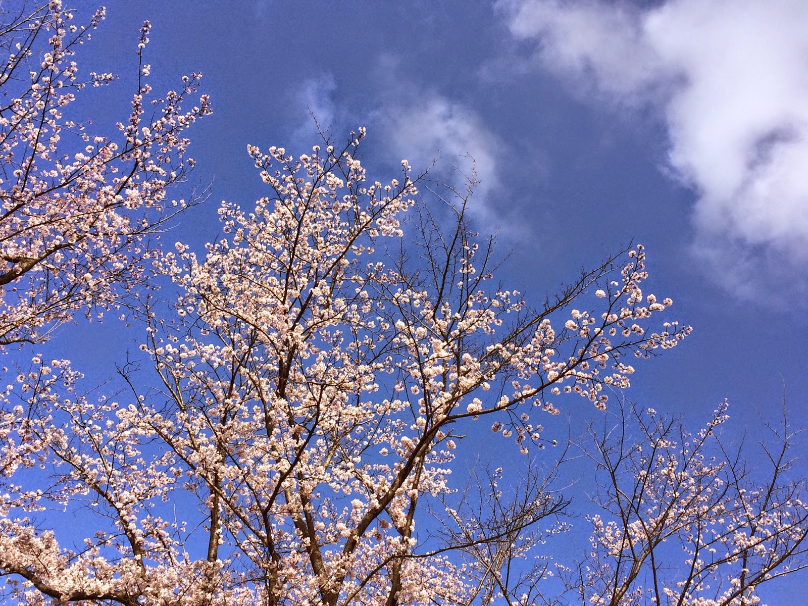 なかよしかな 春の空