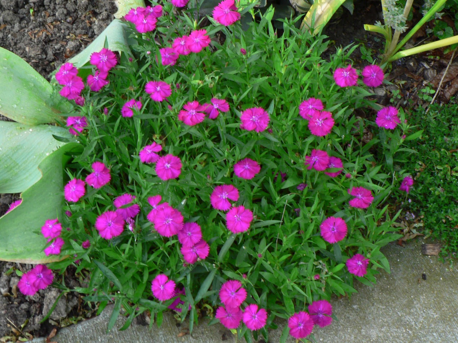 visit my garden may blooms visit my garden may blooms