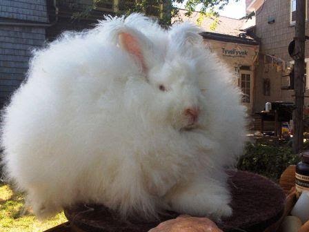 rabbits rabbit breeds giant types pets bunny fluffy pet bunnies angora popular die gonna