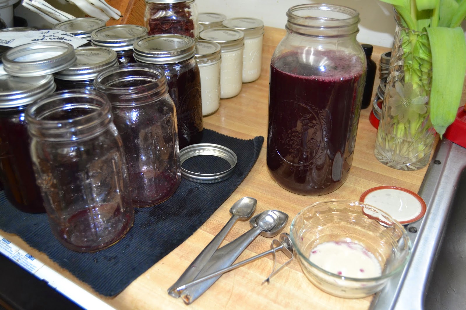 Perky Prepping Gramma DIY How To Make Blueberry Wine Blueberry Week
