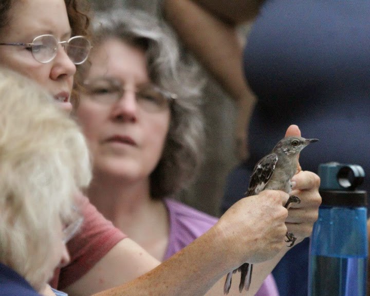 Bird-banding at Seven Islands