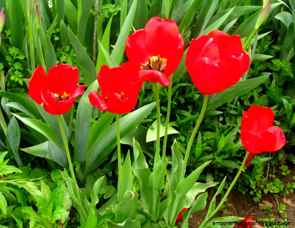 Red Youth Voices Red Youth Voices