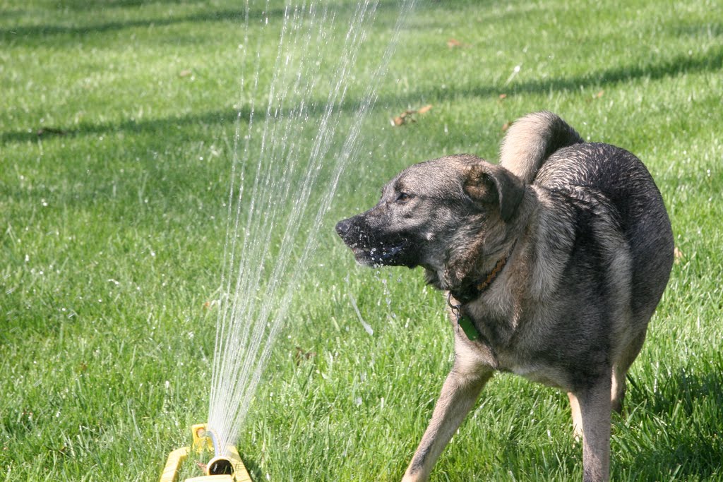 32 Dogs play in sprinklers (32 pics) Amazing Creatures
