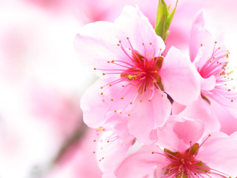 Sakura Flowers: Japanese Cherry Blossoms | Flowers