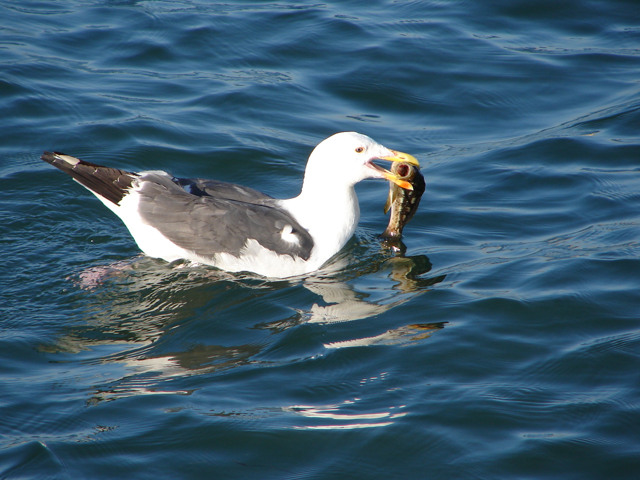 Our Life in Illinois Birds