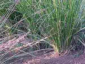 நாய்கடிக்கு மருந்தாகும் ஊமத்தைச் செடி Cuscus+grass+root+mats+ornaments
