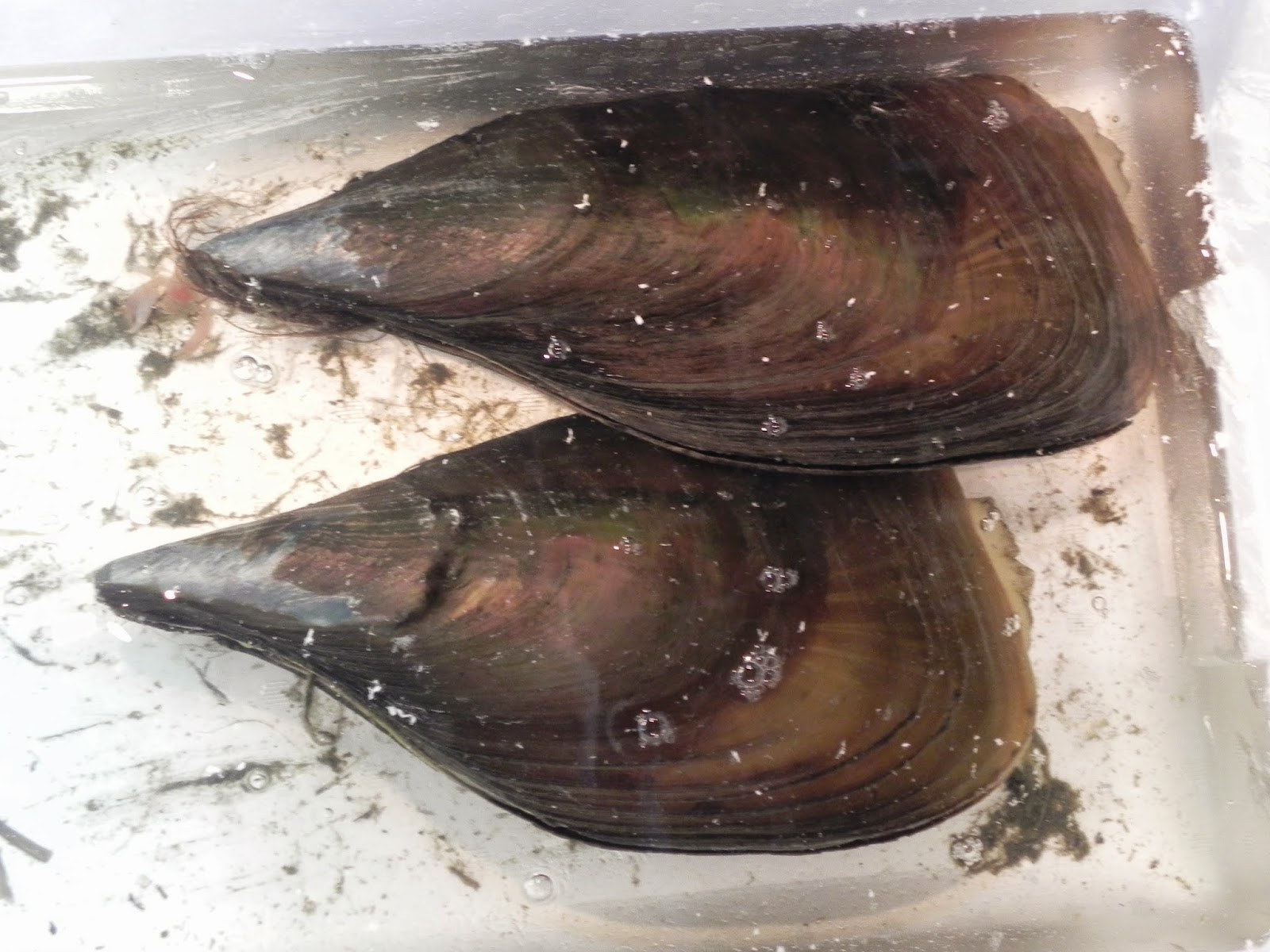 クマノミ 店主のブログ 本日の逸品 タイラギ タイラ貝