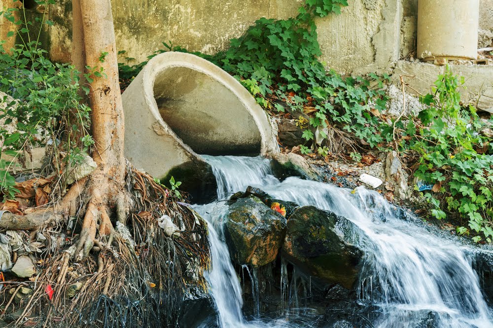 tree sewer roots pipes rid treatment hub