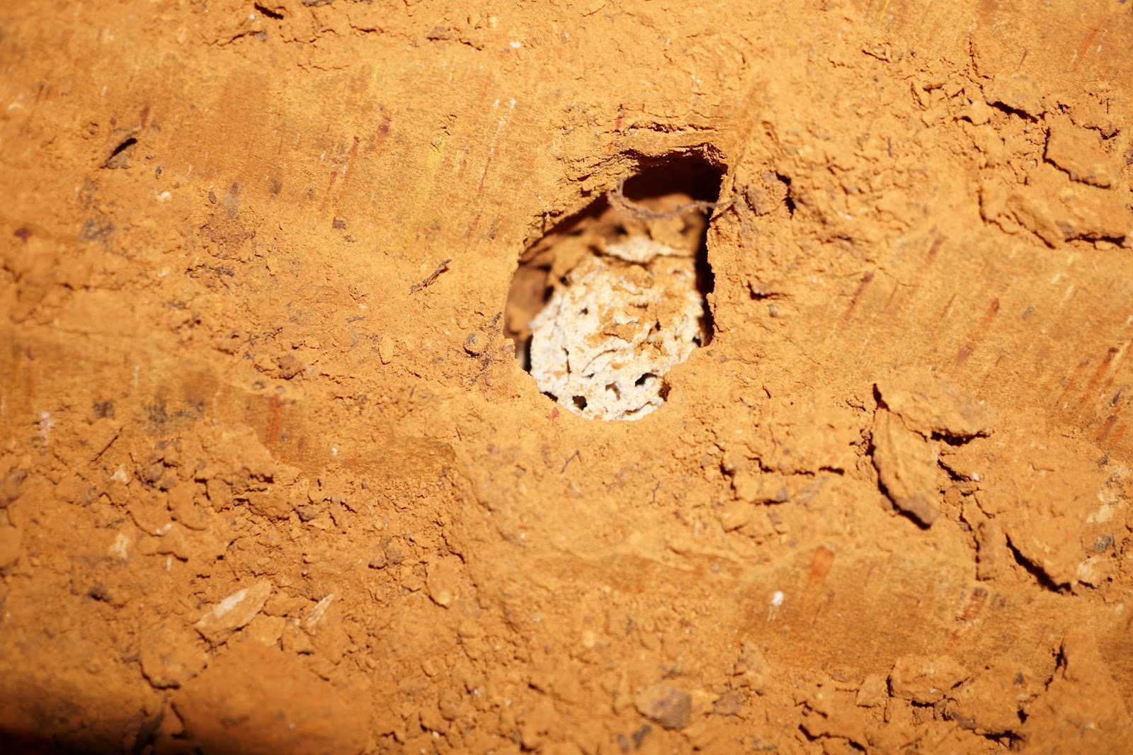 Termite Queen Termite Colony For Sale