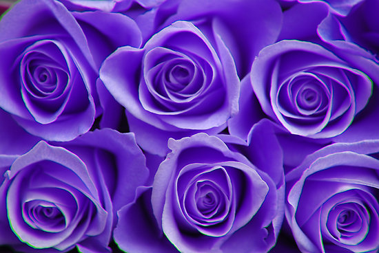 Wallpaper-HD-Blog: Purple Roses