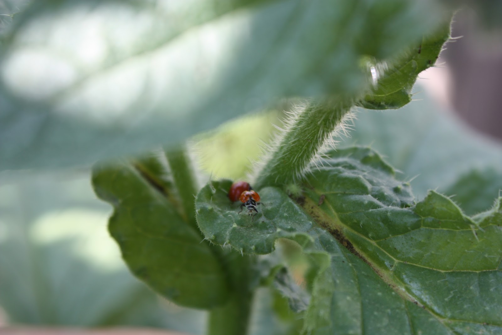 Harmful and Helpful bugs in the veg garden