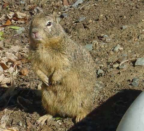 california ground squirrel california ground squirrel