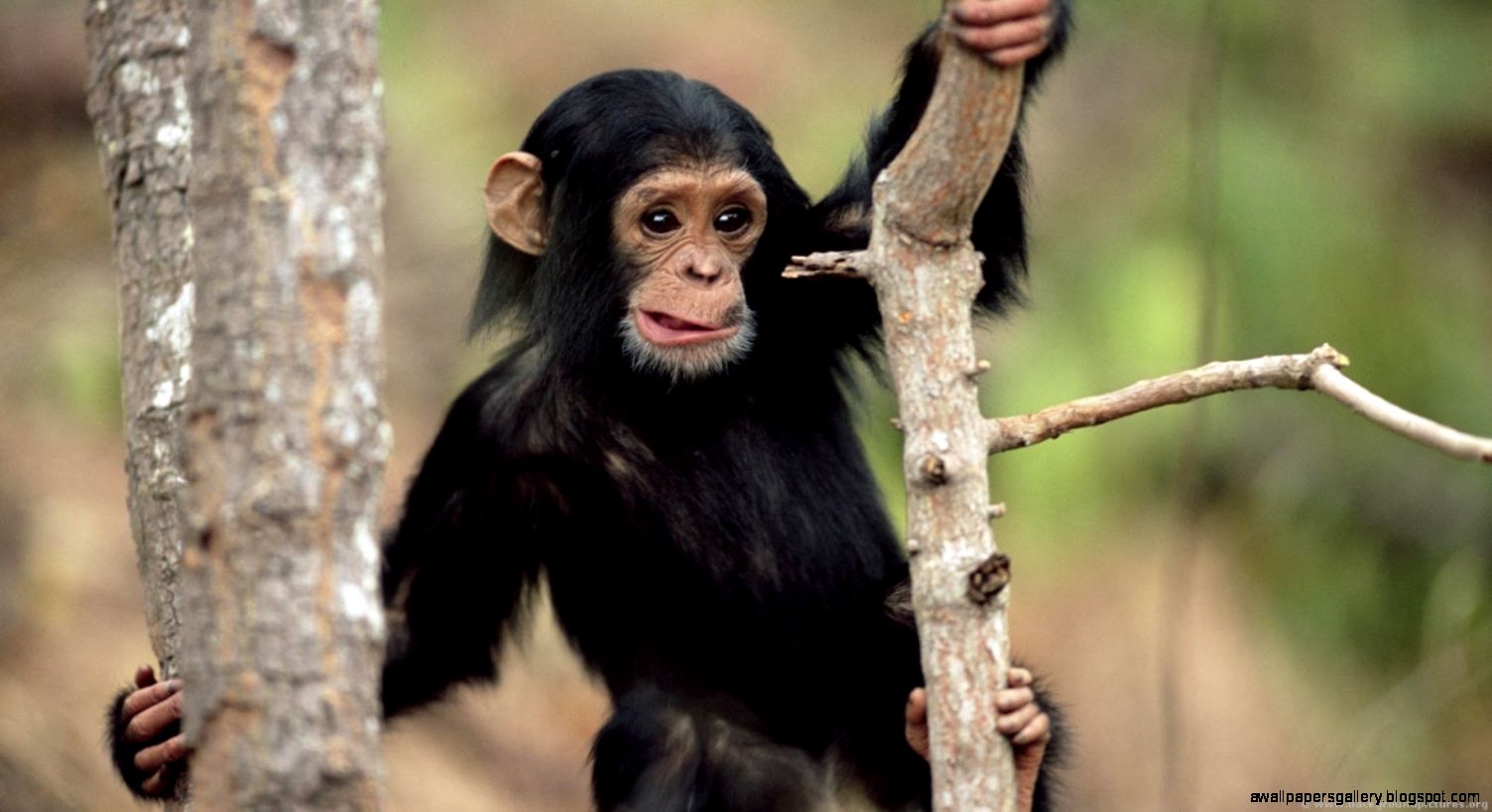 Beautiful African Animals Safaris Endangered Beautiful African Beautiful African Animals Safaris Endangered Beautiful African