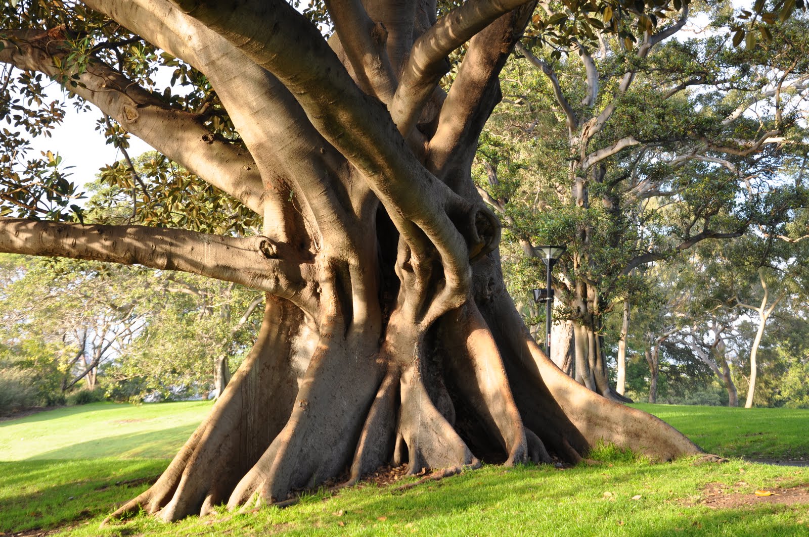 Sydney Australia Port Jackson Fig Tree