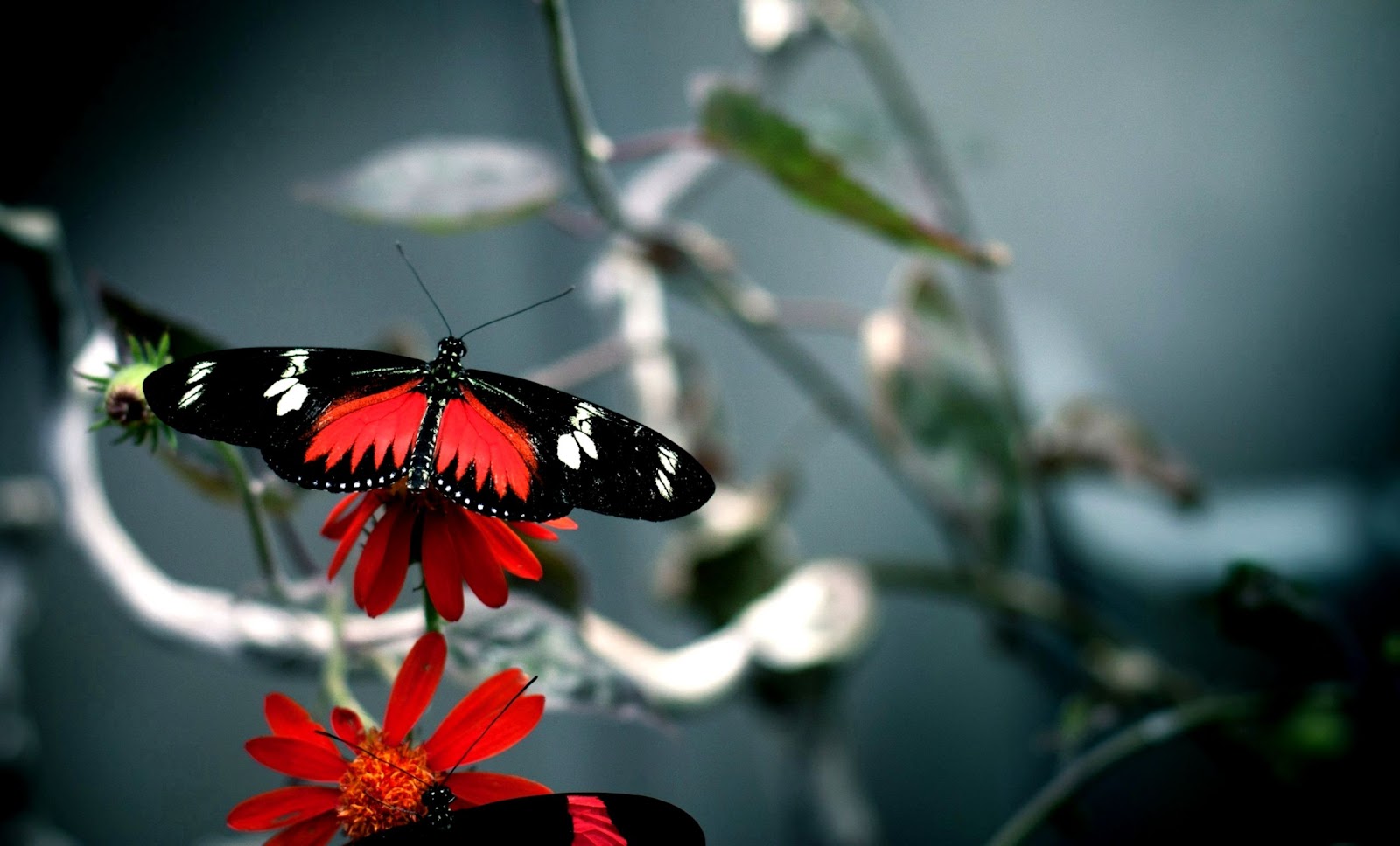 Beautiful Red and Black Butterfly Beautiful Red and Black Butterfly