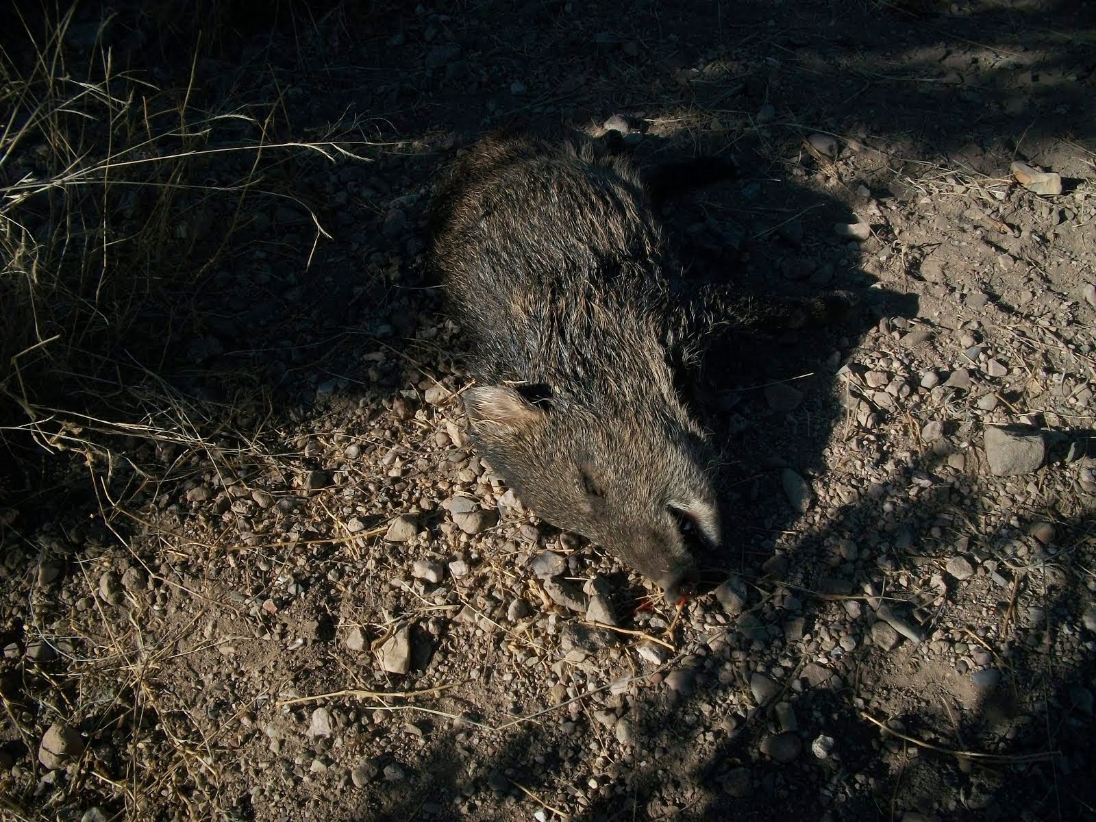 Dead Javelina