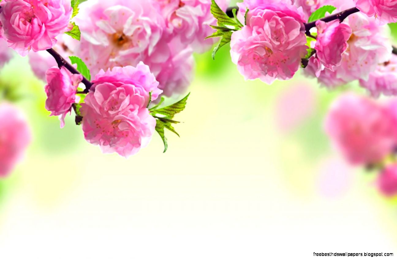 Spring widescreen desktop wallpaper image 1440x900 widescreen hd Spring widescreen desktop wallpaper image 1440x900 widescreen hd