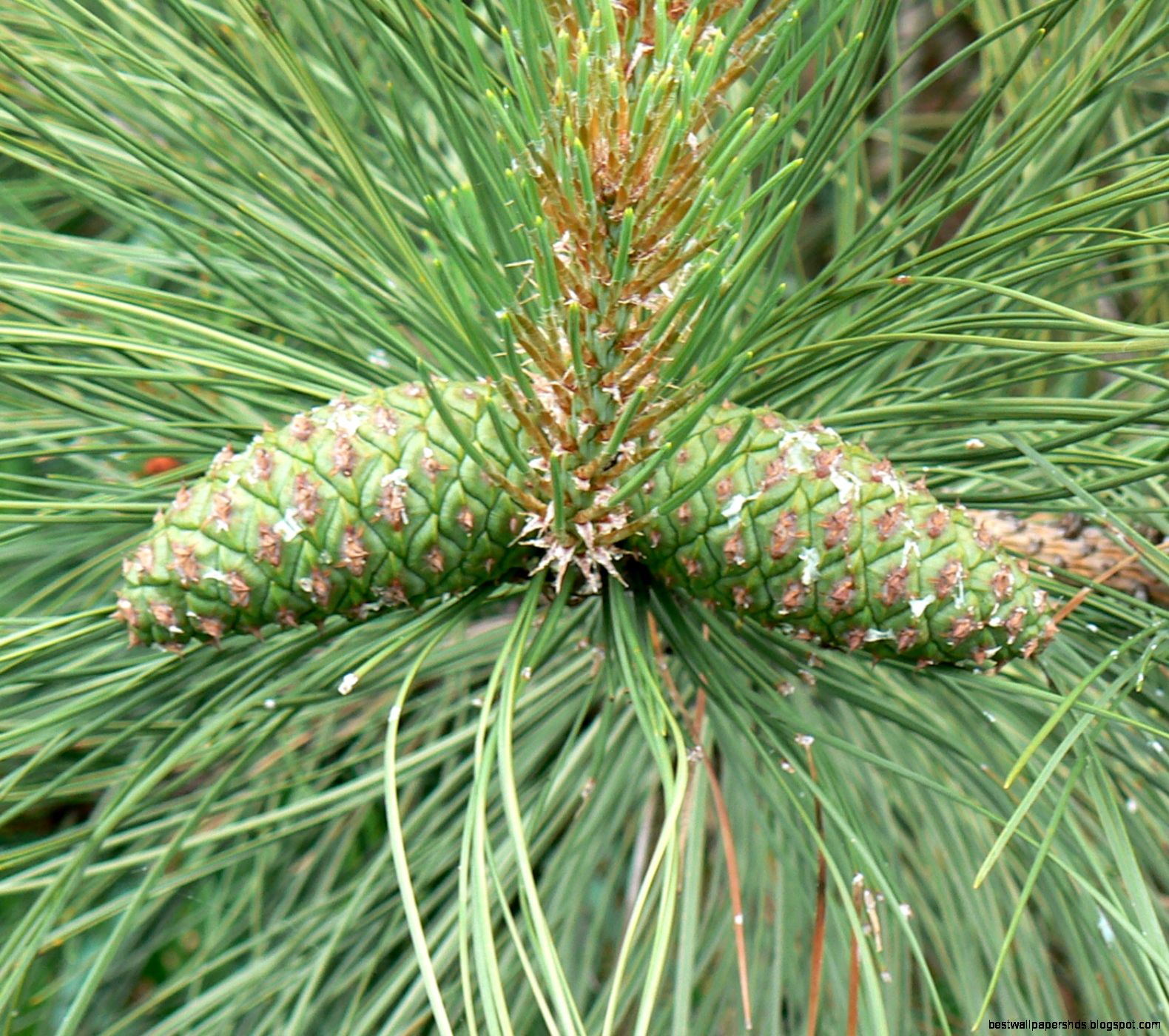 Ponderosa Pine Cones Ponderosa Pine Cones