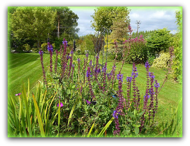 Exterior Design Beautiful Llimelight Hydrangea For Enchanting