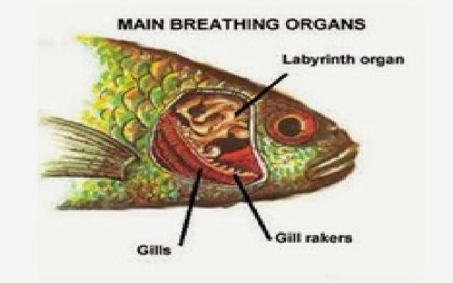 Catatan Si Benjuud: Sistem Pernafasan Ikan