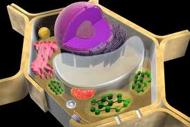 Struktur Dan Fungsi Sel Sebagai Unit Terkecil Kehidupan Pustaka Pandani