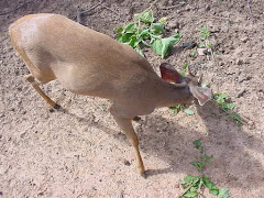 O veado da caatinga