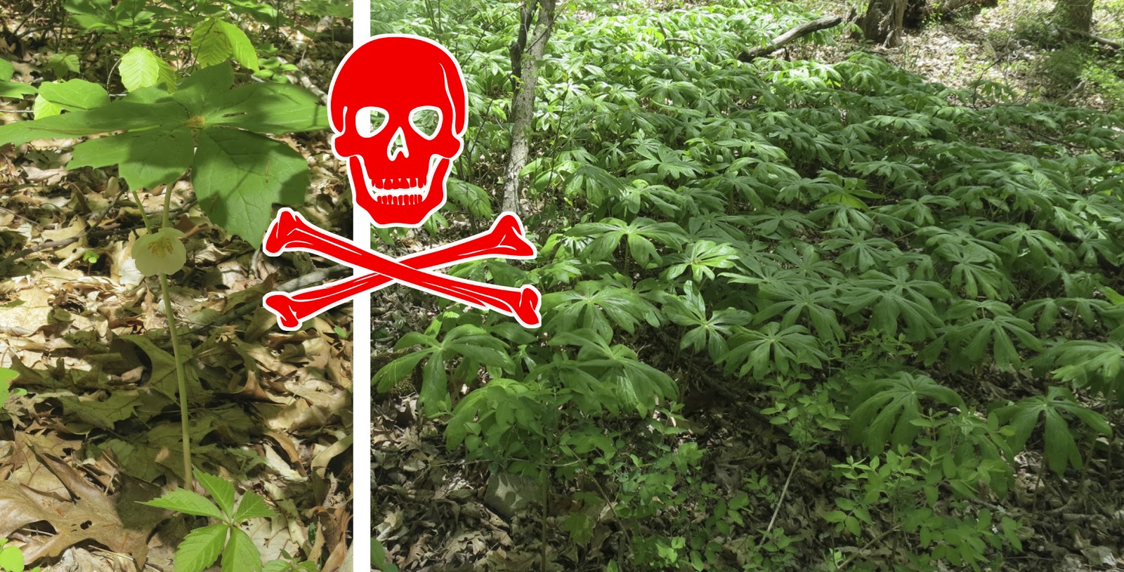 The Foraged Foodie What�s in Season? 9 Popular Wild