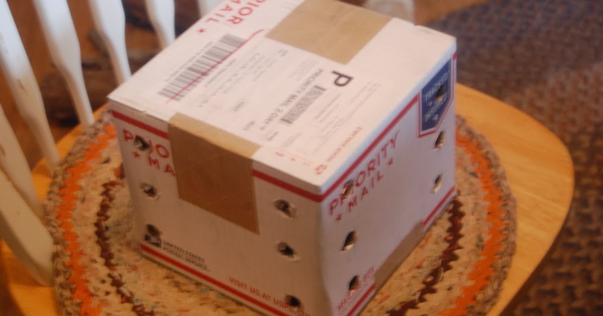 Texas Rebel Girl Handle With Care LIVE ANIMALS