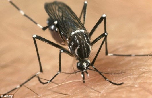 Tác hại do muỗi gây ra - Hàng chục nghìn người chết mỗi năm.