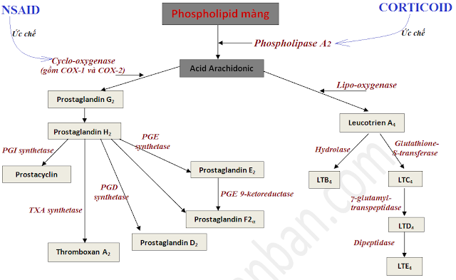 Tổng hợp Prostaglandin