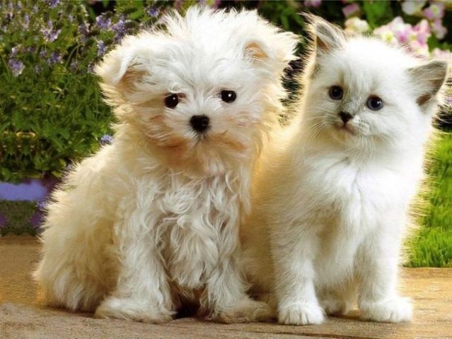 loving dogs dogs cats loving moments in photos and animals loving dogs dogs cats loving moments in photos and animals