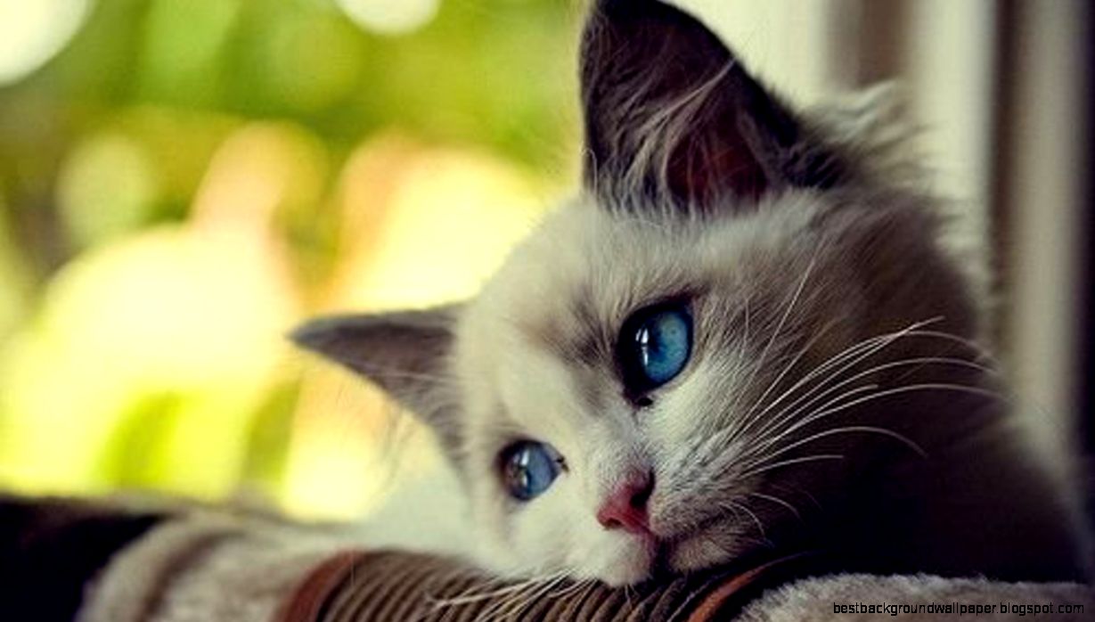 Cute Cat Pic Collection 47 Cute Cat Pic Collection 47