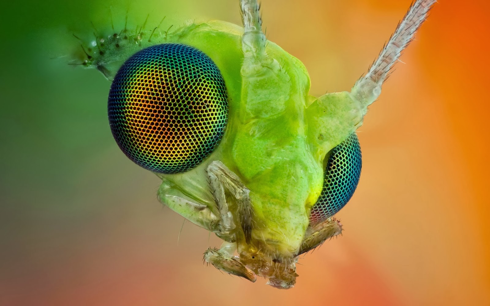 HD Wallpapers Desktop: Insects HD Wallpaperas