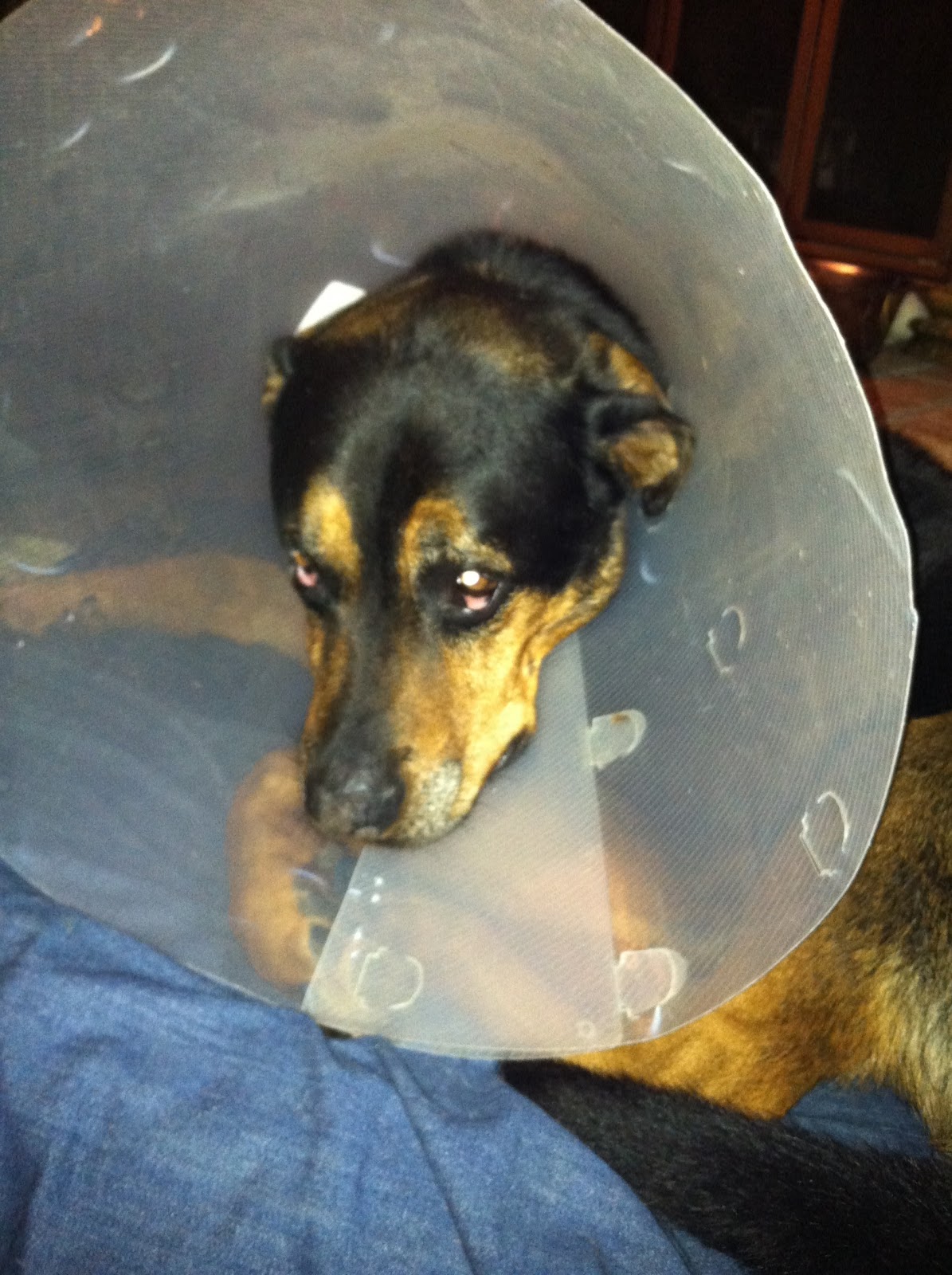 From My Hearth to Yours Dog Days Canine TPLO Surgery