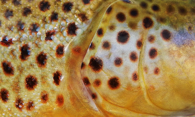 Bitterroot River Brown Trout Closeup