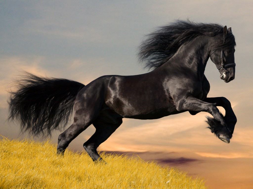Friesen-stallion-gallop-in-sunset_1250476930.jpg