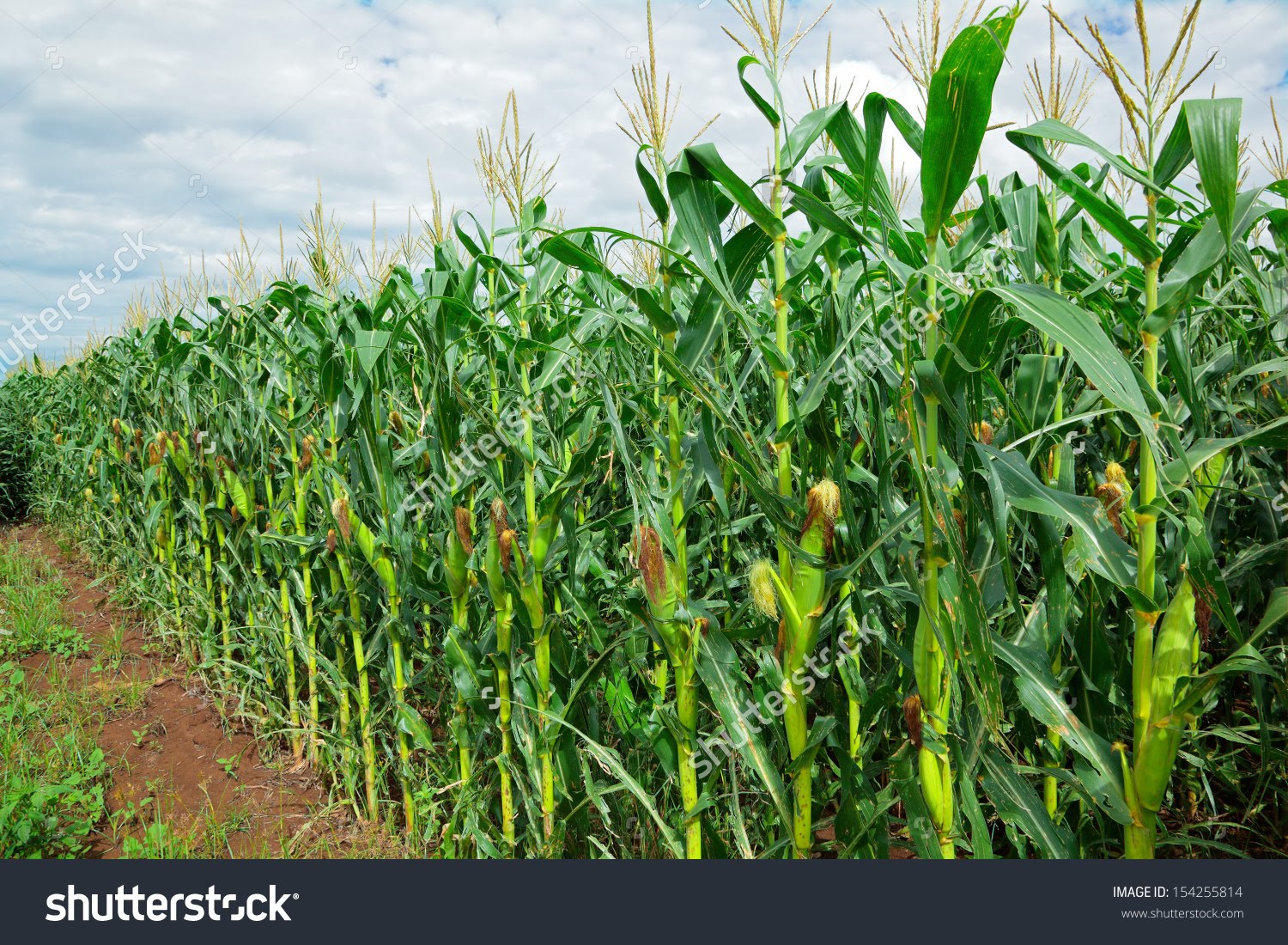 sex pictures in the corn field Unshaven pussy videos