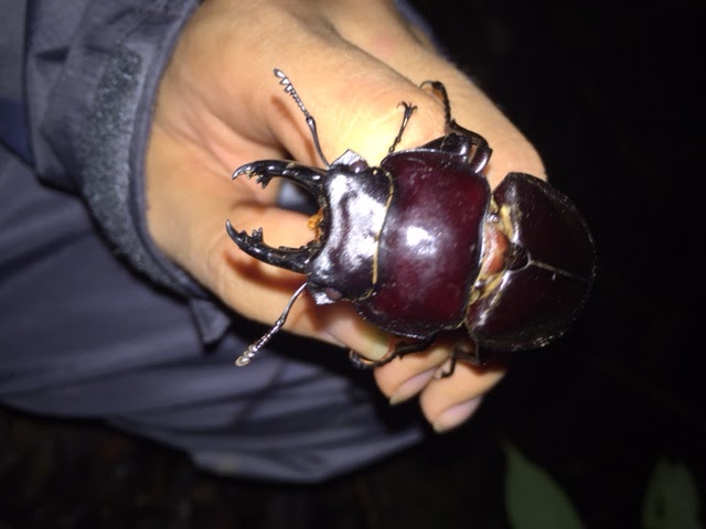 静岡大学昆虫同好会 虫処 マルバネクワガタを求めて 雨上がりの奇跡