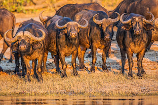 oversteek Chobe rivier. Bij zonsondergang wil een kudde olifanten de Chobe rivier over steken richting Namibië, een riskante onderneming want ook buffels willen door de rivier.
