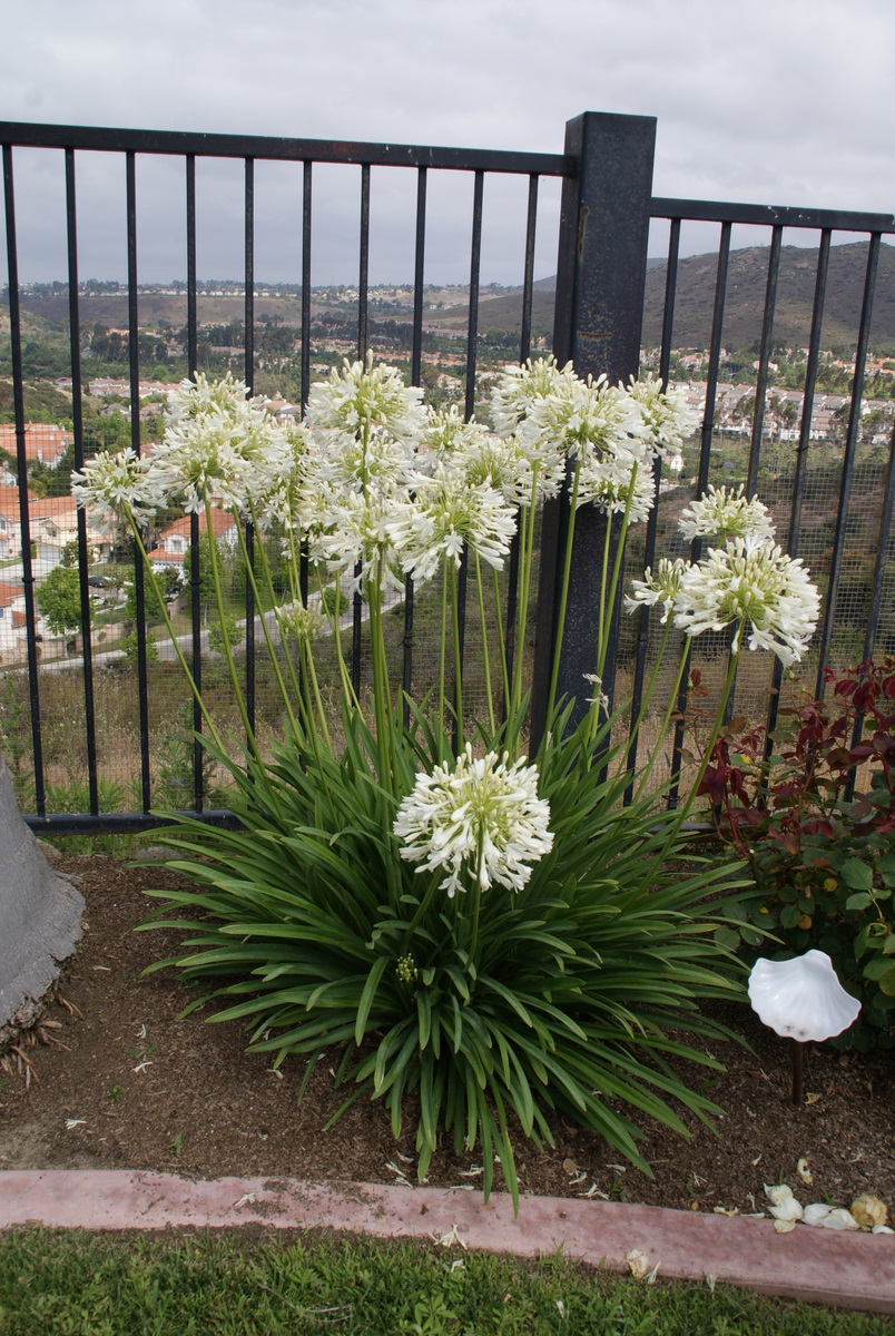 Organic Garden Dreams June 2011