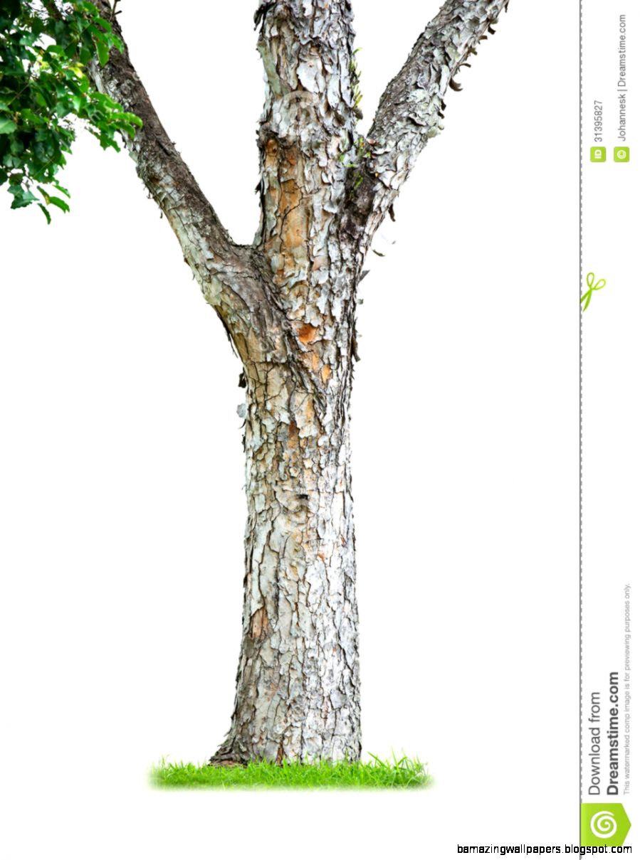 Tree Trunk Royalty Free Stock Photography Image 31395827 Tree Trunk Royalty Free Stock Photography Image 31395827