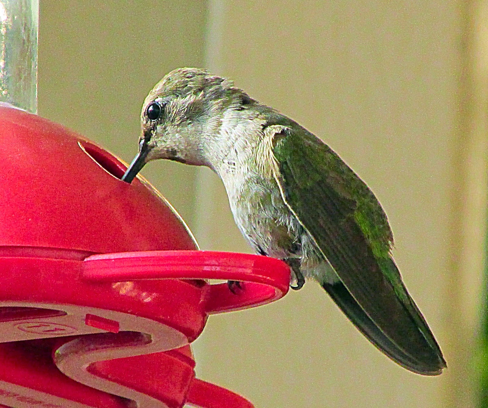 Hummingbirds In Las Vegas Costa’s Hummingbirds return to feeders in
