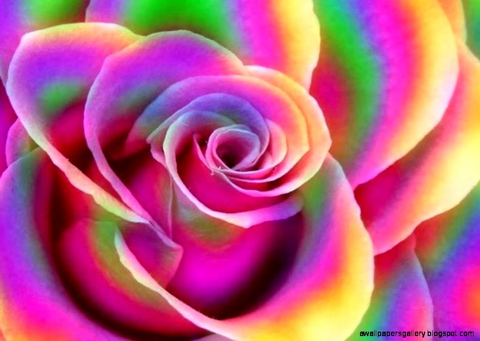Rainbow Rose Wallpaper | Wallpapers Gallery