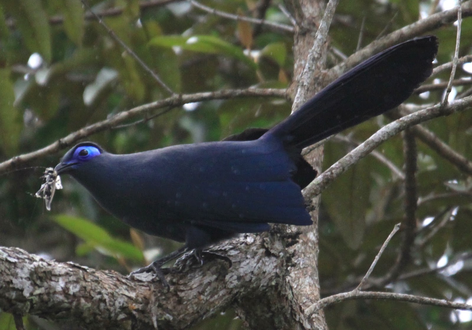 Coua Madagascar