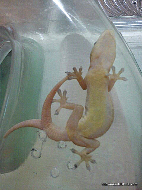 Bersama Mazidul Gambar Cicak Ganjil