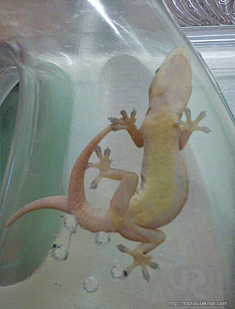 Bersama Mazidul Gambar Cicak Ganjil