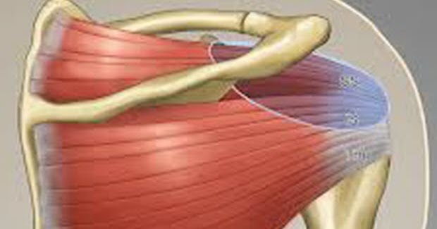 Letsgetmuscular.blogspot.com: The Anatomy of the Shoulder