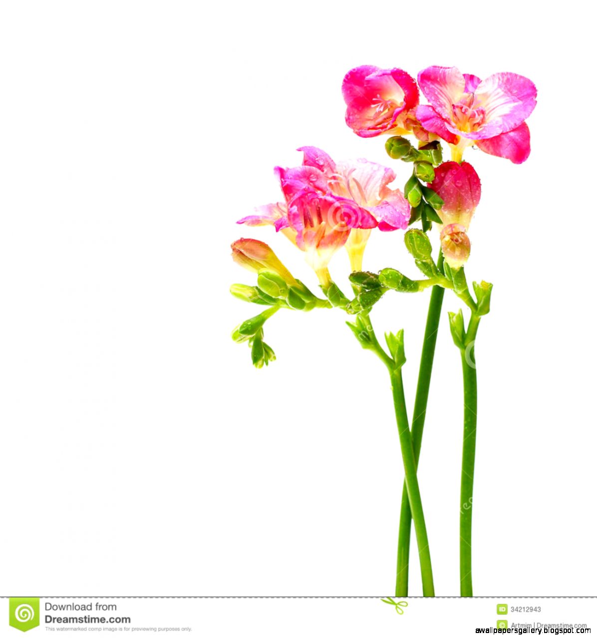 Summer Blossom Pink Flowers Stock Photos Image 34212943 Summer Blossom Pink Flowers Stock Photos Image 34212943